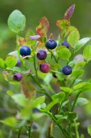Vaccinium - Wild blueberries growing in forest