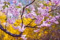 Prunus 'Accolade' backed by Forsythia