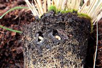 Otiorhynchus sulcatus - Vine weevil larvae or grubs in the roots of a small pot grown Stipa gigantea