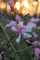 Magnolia x loebneri 'Leonard Messel' AGM at sunrise