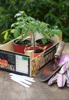 Tomato seedlings 'Tumbler' and 'Black Cherry' in a wooden fruit crate, with plant labels and a trowel