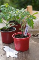 Tomato seedlings 'Tumbler' and 'Black Cherry' with white plant labels