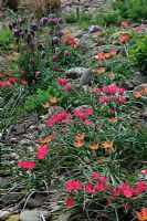 Naturalistic plantings in the stone garden at Holbrook using Tulipa 'Little Princess' AGM and Tulipa 'Little Beauty' AGM 