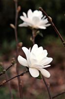 Magnolia x loebneri 'Pirouette'