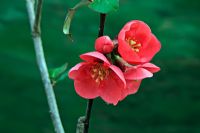 Chaenomeles speciosa 'Umbilicata' - Flowering quince