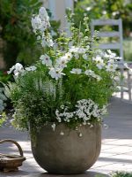Summer container of Cosmos Sonata 'White', Delphinium 'Galahad', Salvia nemorosa 'Adrian', Campanula x haylodgensis 'White Wonder' and Euphorbia 'Diamond Frost' 