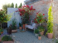 Gravel courtyard with container plantings of Rosa 'Medley Red', Rosa 'Flammentanz', Lavandula, Rosmarinus, Spartina and Cuphea llavea 'Vienco' 
