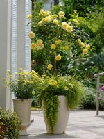 Patio containers of Rosa 'Sunlight Romantica' underplanted with Osteospermum Springstar
'Big Yellow', Lysimachia 'Goldilocks', Alopecurus pratensis 'Aureus' and Argyranthemum
'Butterfly' 