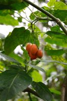 Cyphomandra betacea - Tamarillo, Tree tomato