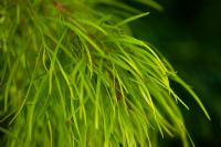 Acacia cognata - 'Lime Magik' syn. 'Limelight' - River Wattle
