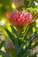 Leucospermum - Pincushion Protea