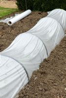 Polythene used to create a cloche over young plants in the walled garden at Langham Hall, Suffolk