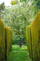 Cercis siliquastrum 'Album' planted at end of yew hedge avenue 