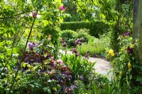View of double herbaceous borders with Irises and other perennials