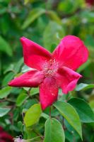 Rosa 'Bengal scarlet'