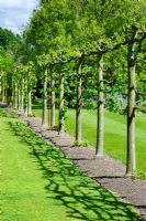 Pleached Limes casting pattern on grass - Capel Manor College