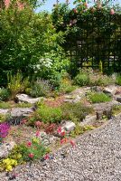Rockery by gravel drive, and trellis with climbing Rosa, at NGS garden, Barrow Nook Lancashire
