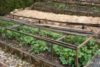Strawberry plants in raised bed with wooden supports for protective netting