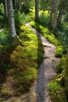 Gravel path curving through naturalised moss garden and Betula pendula - NGS garden, Windy Hall, Cumbria