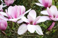 Magnolia 'Serene'