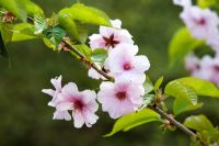 Prunus 'Matsumae-Wakamushiyazakura' - Cherry blossom