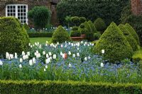 Chenies Manor Gardens in Spring. Borders of Tulipa 'White Dream' and Myosotis - Forget-me-nots
