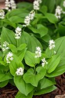 Maianthemum bifolium - False Lily of the Valley or May Lily