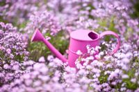 Pink watering can amongst Myosotis - Forget-me-nots