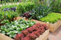 Vegatables in timber raised beds, including Lettuce 'Frills', Chard and Cavolo Nero. The Marston and Langinger Show Garden, RHS Chelsea 2009