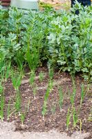Companion planting of Onions and Broad Beans, recently watered by hand. Showing dry and wet soil with water only where needed