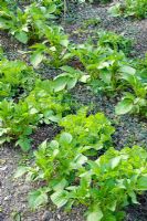 Intercropping of Lettuces and Potatoes growing under netting
