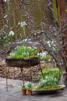 Winter containers next to Corylus - Hazel tree. Old chair planted with Galanthus - Snowdrops and moss