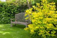 Garden with wooden bench at Philadelphus coronarius 'Aureus' - Sweet Mock Orange 