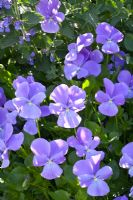 Viola 'Eastgrove Blue'