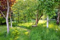 Betula trees in woodland garden