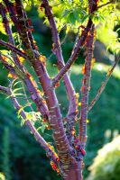Prunus serrula - Tibetan Cherry