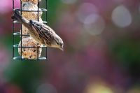 Passer Domesticus - Female house sparrow feeding on a suet ball feeder