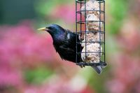 Sturnus vulgaris - Starling feeding from a suet ball feeder