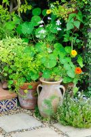 Terracotta containers with herb collection by back step. Tropaeolum - Nasturtium, Salvia, Thymus, Coriandrum sativum - Coriander, Petroselinum - Parsley and Phaseolus vulgaris - Runner Bean