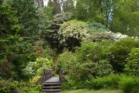 Woodland garden with variety of trees and Rhododendrons forming canopy over winding paths and ravine at Crarae Garden, National Trust for Scotland