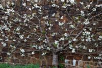 Prunus avium 'Stella' AGM - Fan trained against a south wall