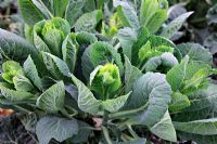 The regrowth from Brassica - Winter cabbage 'Tundra F1' make excellent spring greens