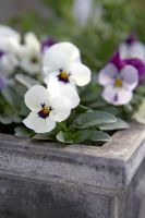 Viola 'White Babyface' with Viola 'Coconut Duet' in background in faux-lead window box.