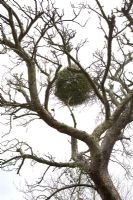 Viscum album - Mistletoe ball in bare tree.