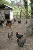 Chickens scratching around in enclosure with chicken house