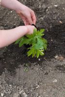 Taking Angelica gigas out of its pot before planting into the ground by a child. April