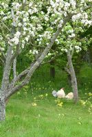 Blossom on Malus - Apple trees  with Lemon and Lavender Pekin Bantams amongst the Primula veris - Cowslips in the long grass, May.