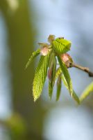 Carpinus betulus - emerging Hornbeam leaves in April