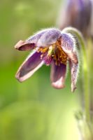 Pulsatilla vulgaris 'Styriaca' - Styrian Pasque Flower