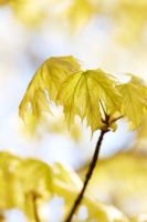 Acer platanoides 'Drummondii' - Norway Maple spring foliage